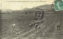 Minervois - Taille et badigeonnage de la vigne
