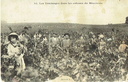 Minervois- Vendanges