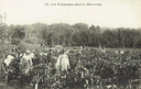 Minervois - Vendanges